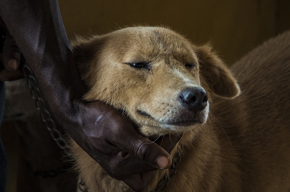 dog, Ghana