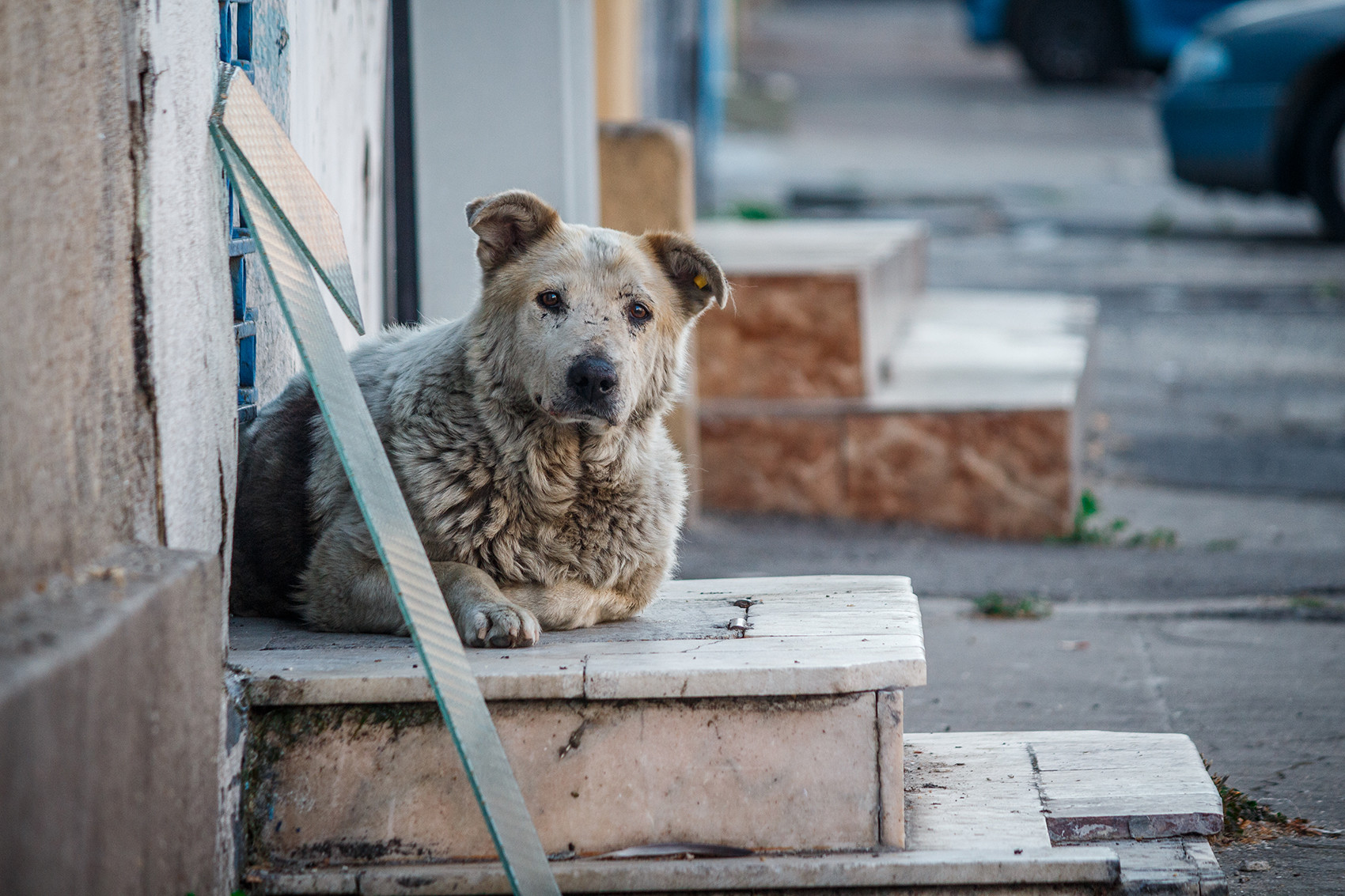 Dogs on steps in Romania