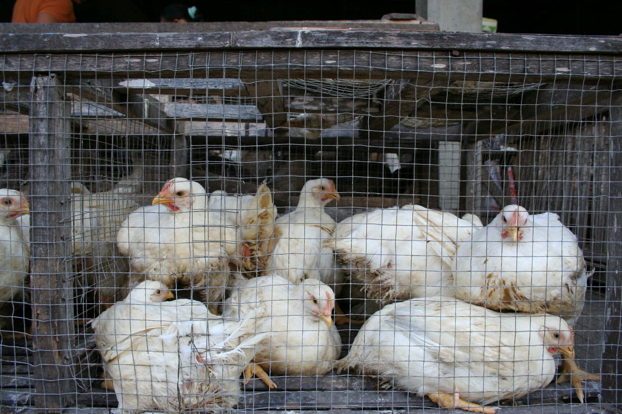 industrially farmed chickens