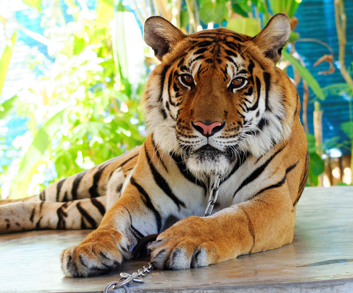 Tiger at tourist attraction in Thailand