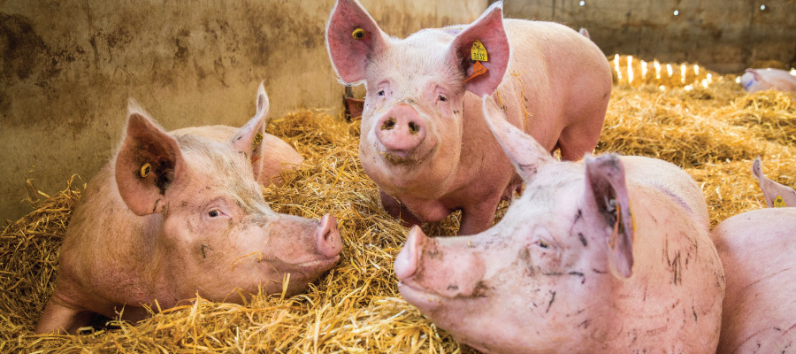 Pigs at a high welfare farm supported by Animal Protectors.