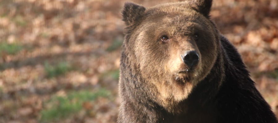 Roxana, a bear rescued thanks to the monthly donations of Animal Protectors