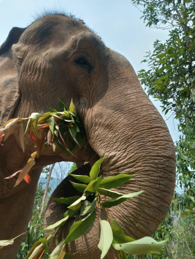 An elephant eating in a sanctuary