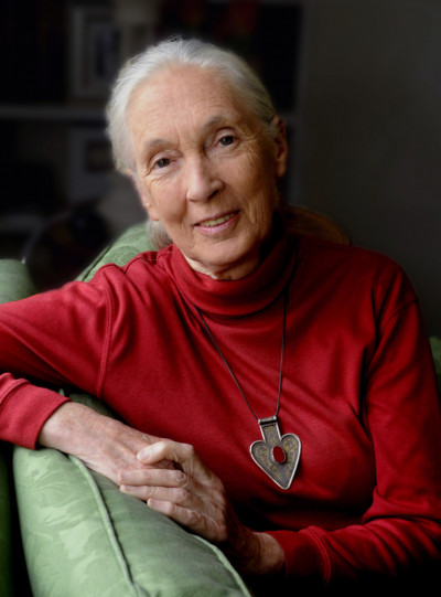 A headshot of Dr Jane Goodall DBE