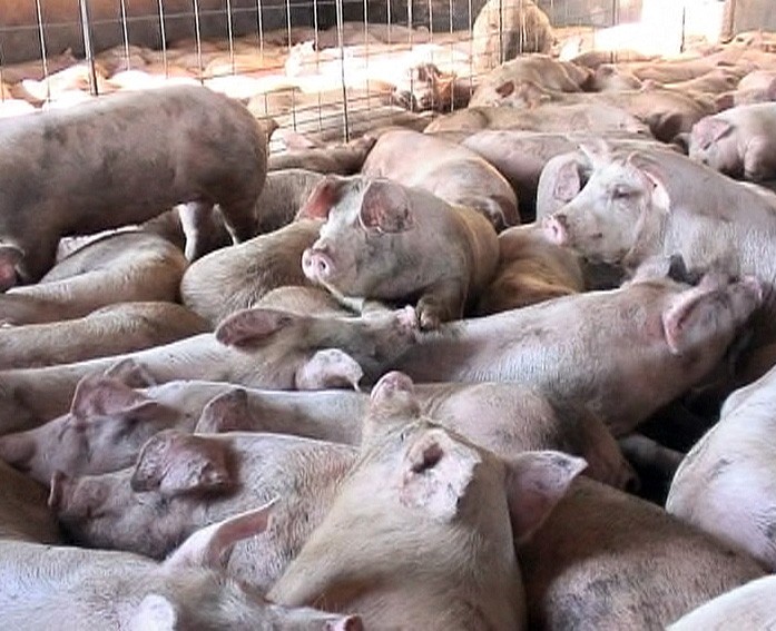 Pigs crowded together in a factory farm