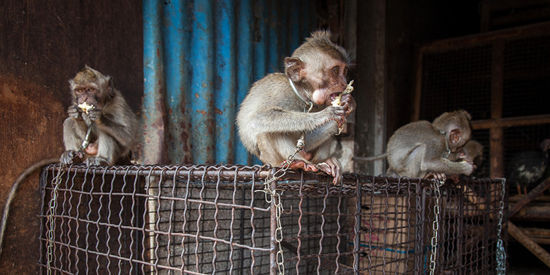 Monkeys at a wildlife market in Bali. There's a chain on their neck and they are sitting on top of metal cages.