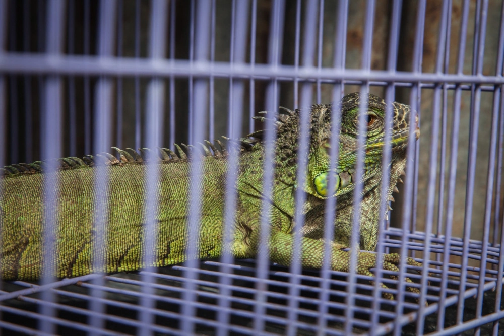A caged iguana for sale