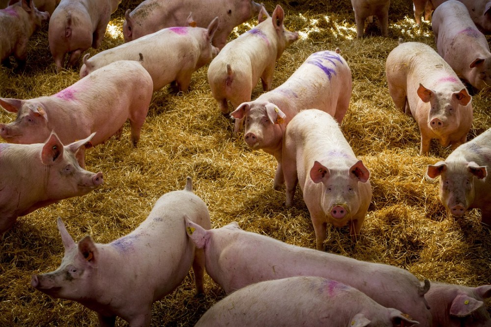 Pregnant pigs in enriched group housing in a higher welfare indoor farm