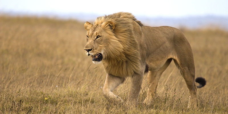 A wild lion stalking prey in a national park in Kenya.