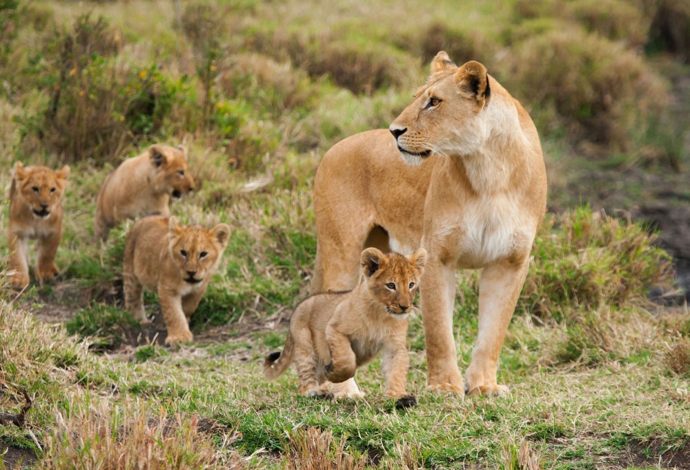 A lioness and her four young cubs in a national park in Kenya. World Animal Protection believes that wild animals should be left in the wild and not be used for entertainment. Credit Line: iStock. by Getty Images