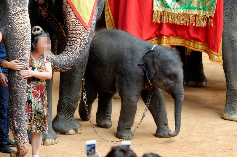 An elephant used for tourist entertainment.