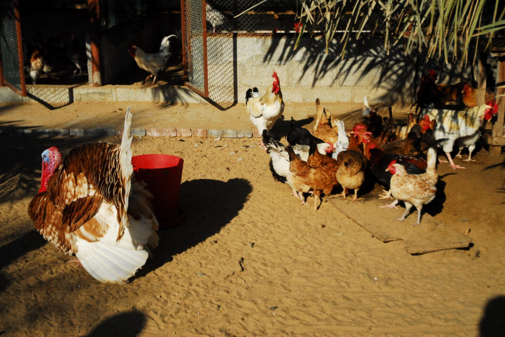 Chickens on a high welfare farm in Dubai.