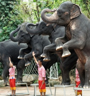Pictured: Elephants forced to perform at a venue in Thailand.