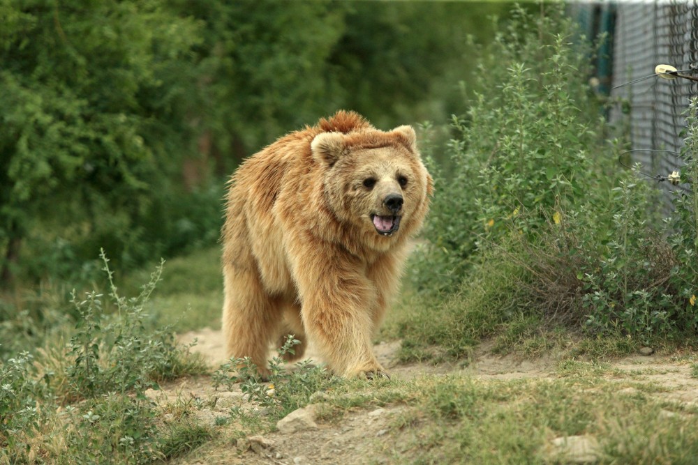 A bear at the Balkasar bear sanctuary