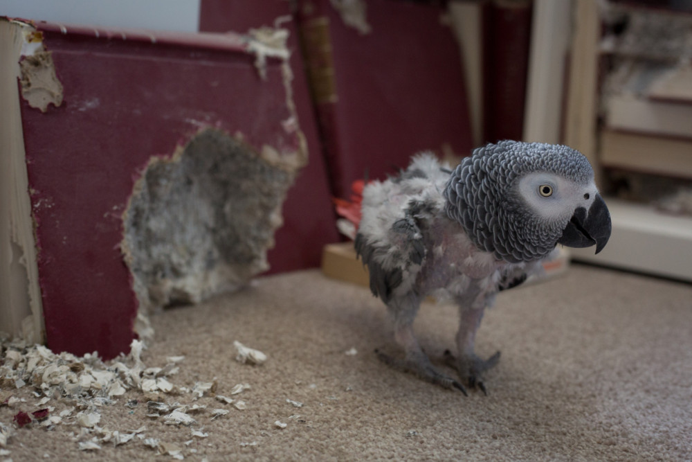 A pet African grey parrot with their feathers missing due to self-plucking.