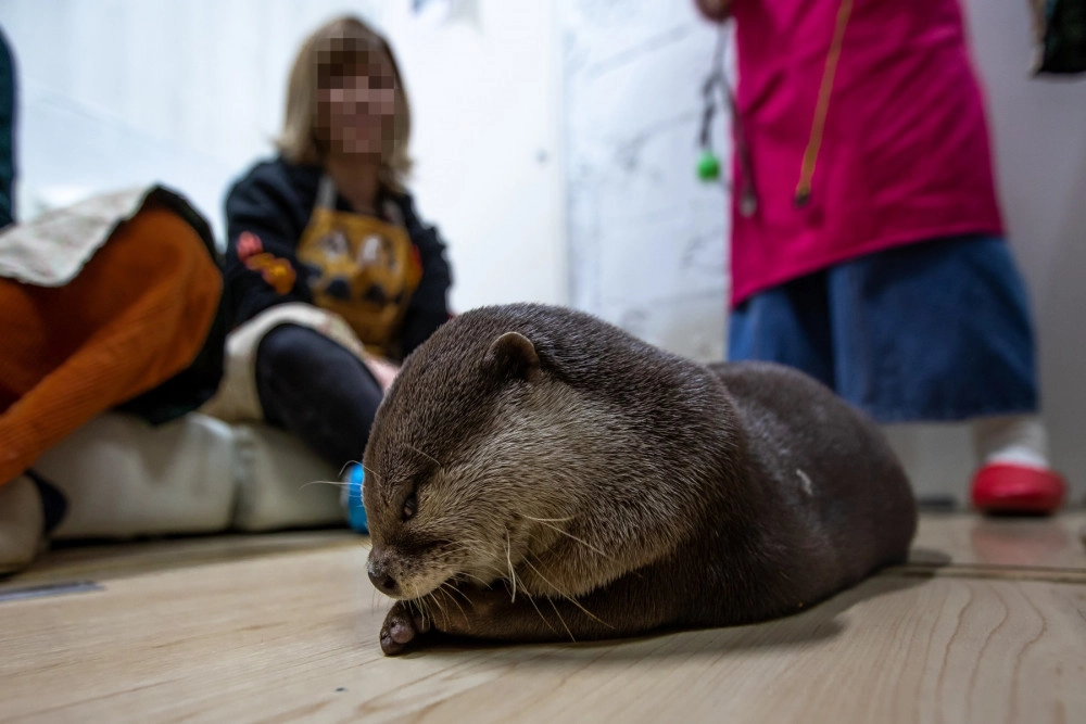 An otter being kept as a pet in someone's home