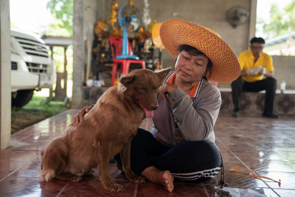 A dog we vaccinated on a rabies vaccination drive in Sisaket, Thailand
