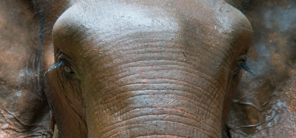 Pictured: Closeup of an elephant's face.
