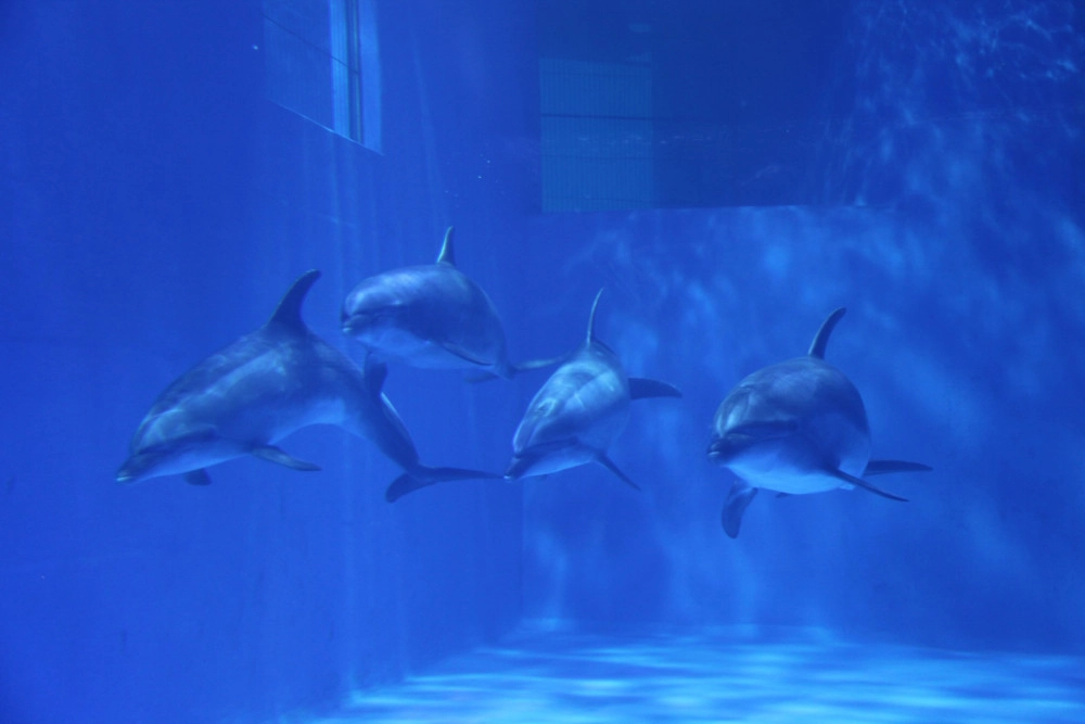 Dolphins in tank