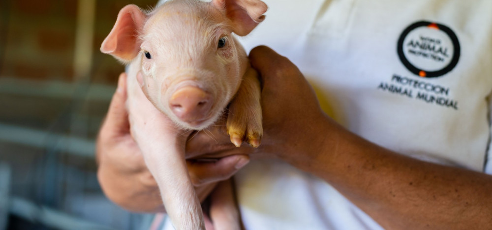 Pictured: World Animal Protection staff inspecting a piglet on a farm.