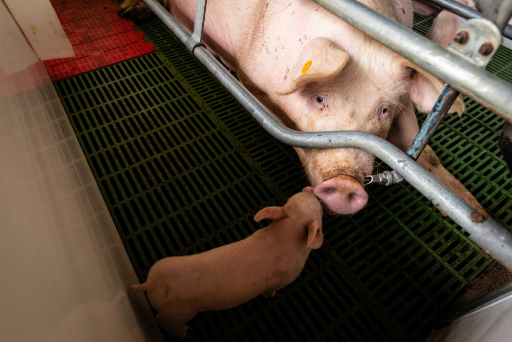 Sow and piglet in a factory farm