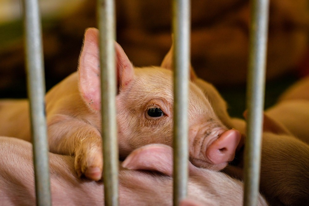 A piglet in a factory farm