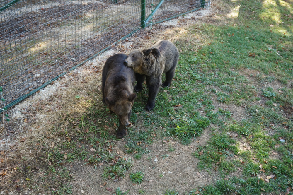 Katia and Dasha are free at last in the Libearty Bear Sanctuary.