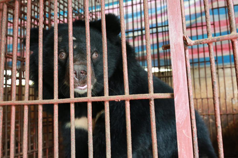 In 2019, a bear bile facility in Vietnam finally agreed to surrender 6 bears as a result of our ongoing pressure, and microchipping work in the country. Pictured: Male bear (150kg) from cage 1. Credit: World Animal Protection / Tony Tran