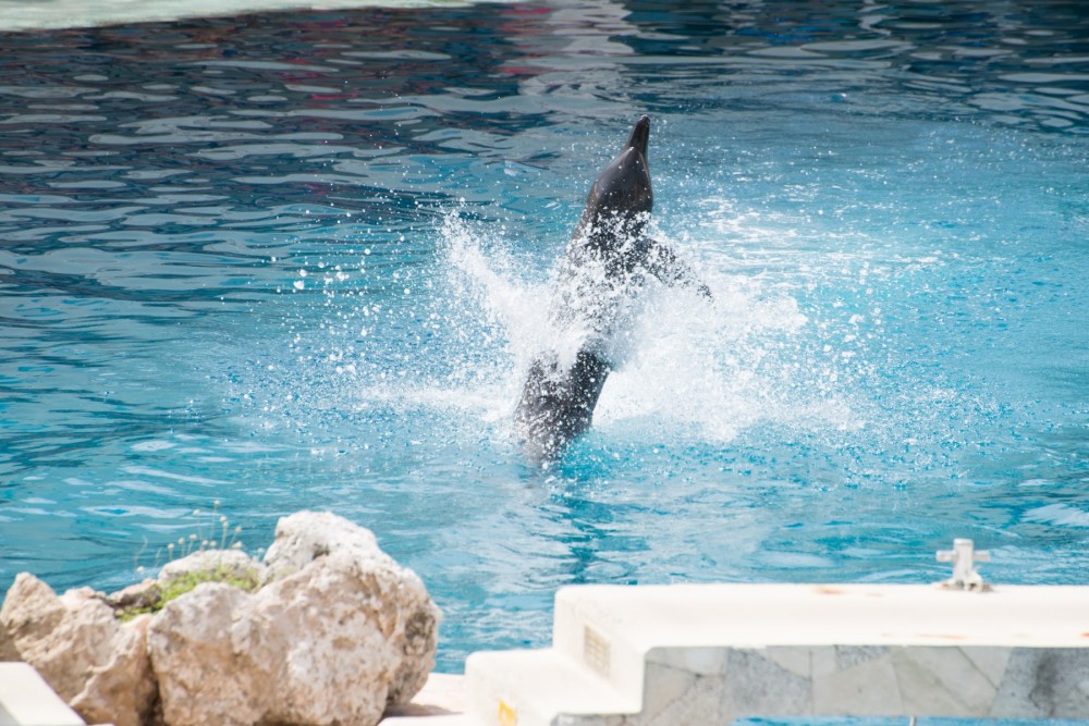 Captive dolphin jumping out of the tank to do a trick