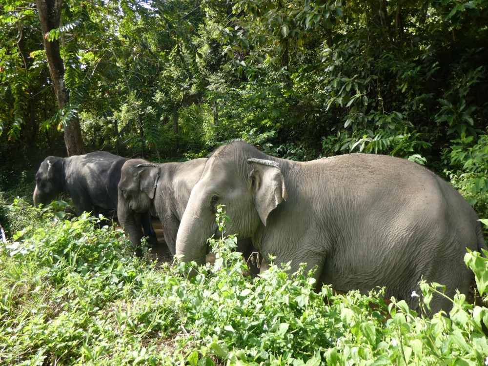Tanwa, Sow, and Jahn at Following Giants elephant-friendly camp