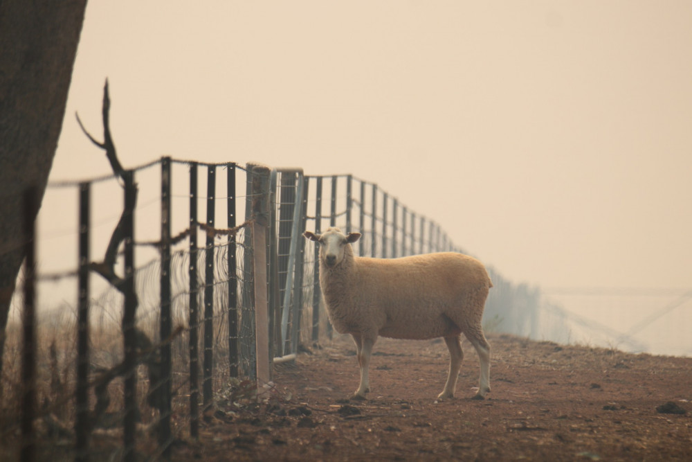 Sheep in Australia during the brushfires