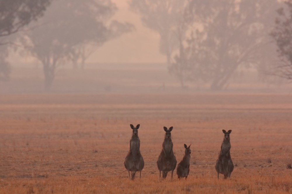 Kangaroos at the edge of the Australian bushfires