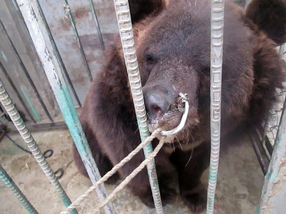 A bear kept captive and used for bear baiting