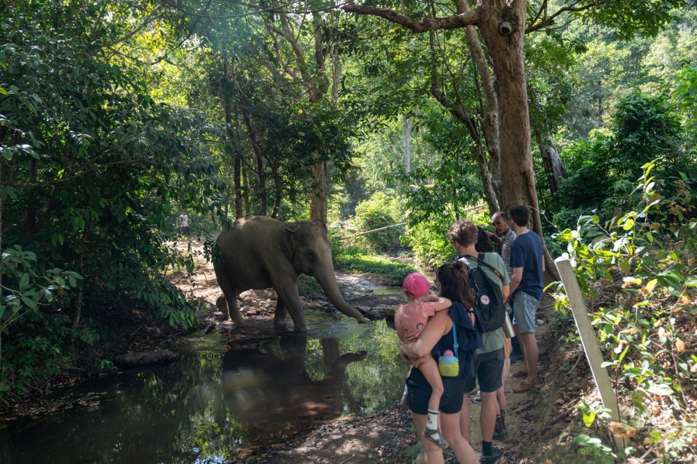 Guests observing elephant resident Jahn at Following Giants in Thailand.