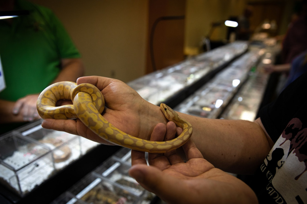 A Ball Python snake, a highly traded African animal