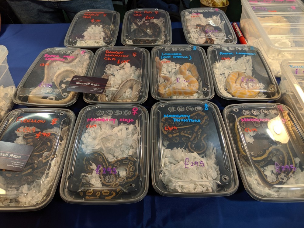 Ball pythons in small containers at a pet expo in the UK