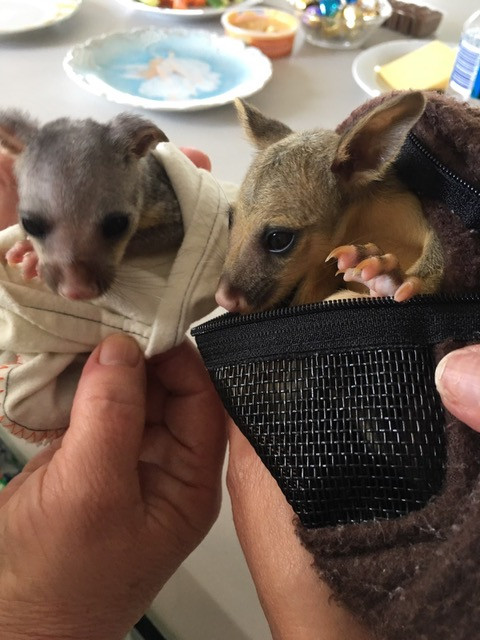 Ash (left) and her unnamed best friend (right) are baby brushtail possums