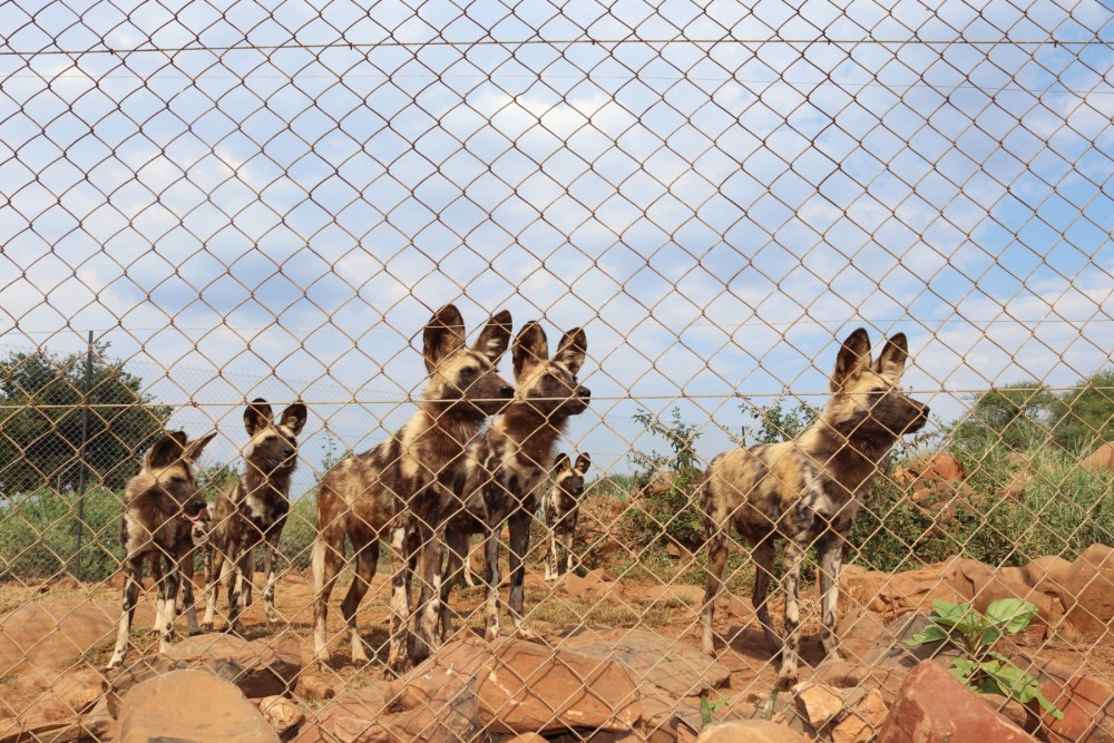 Wild dogs in Africa