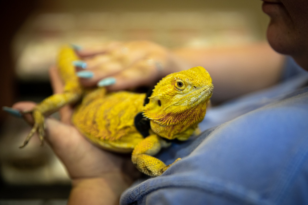Large lizard at Repticon pet expo, Memphis, USA.