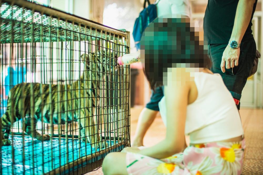 A tourist looking at a tiger cub in a cage