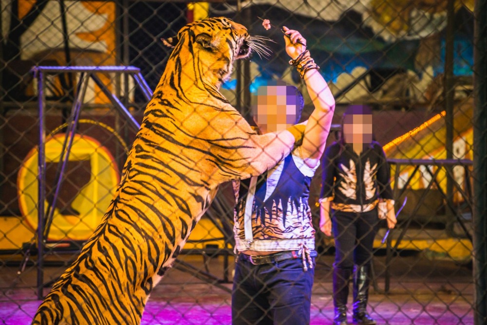  Tigers in a tiger show. Handlers use food to keep them performing.