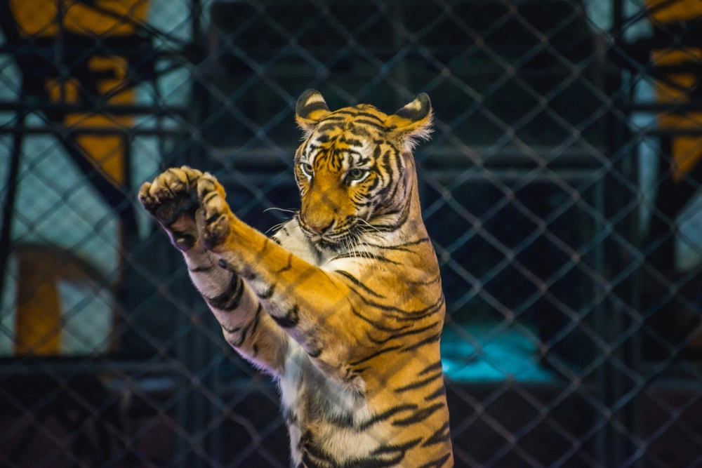 A captive tiger behind a fence