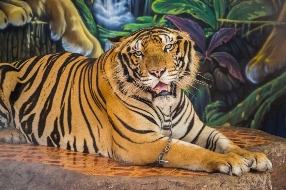 A captive tiger used for photos at an undisclosed location