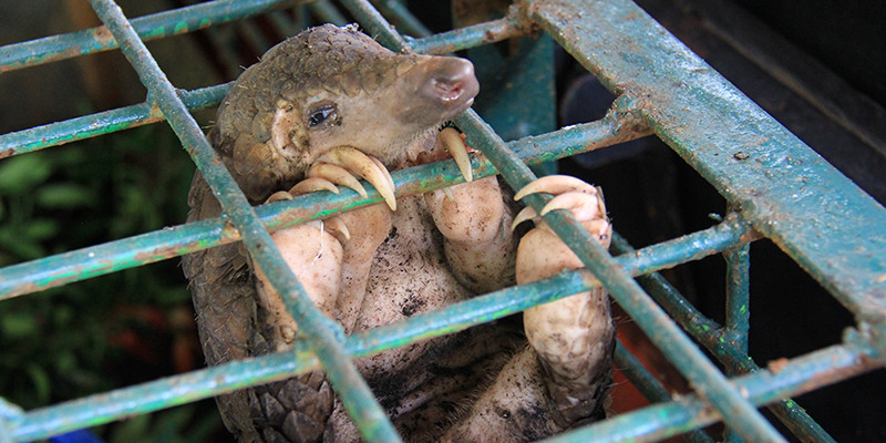 A seized pangolin at the Natural Resources Conservation Center Riau, Pekanbaru, Indonesia
