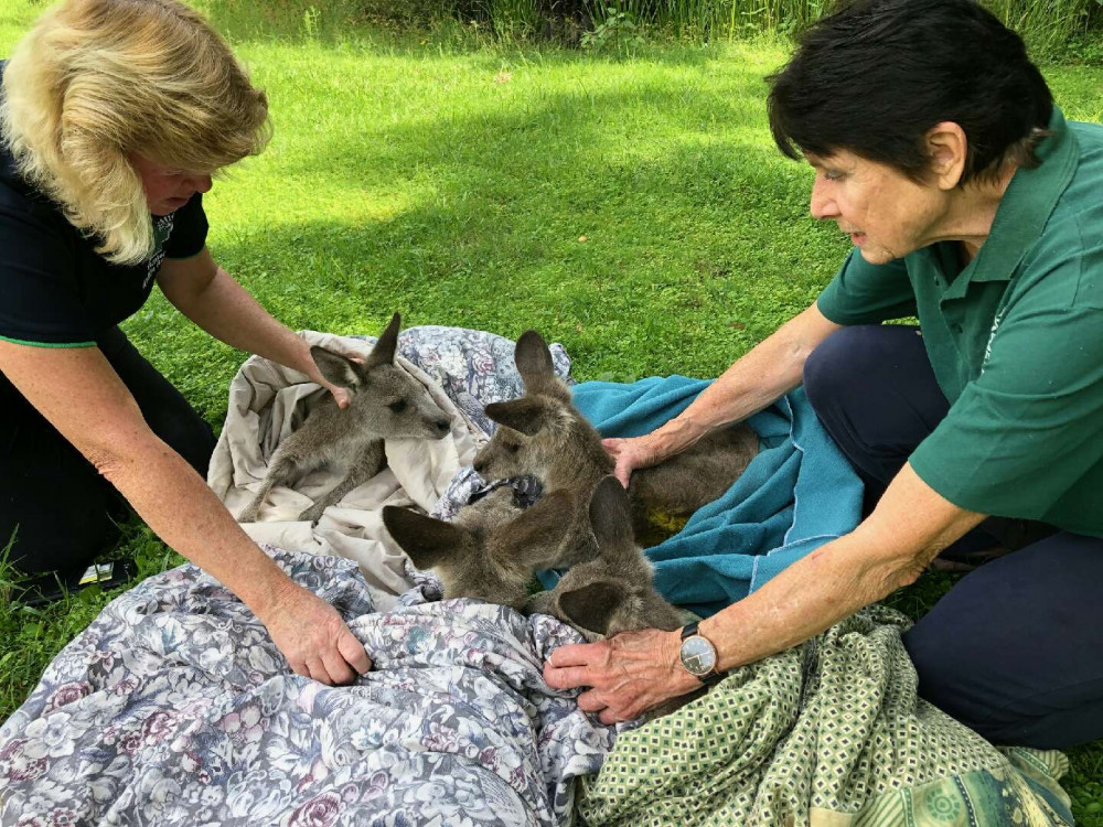 Kangaroos rescued from the bushfires being treated at Hunter Wildlife Rescue