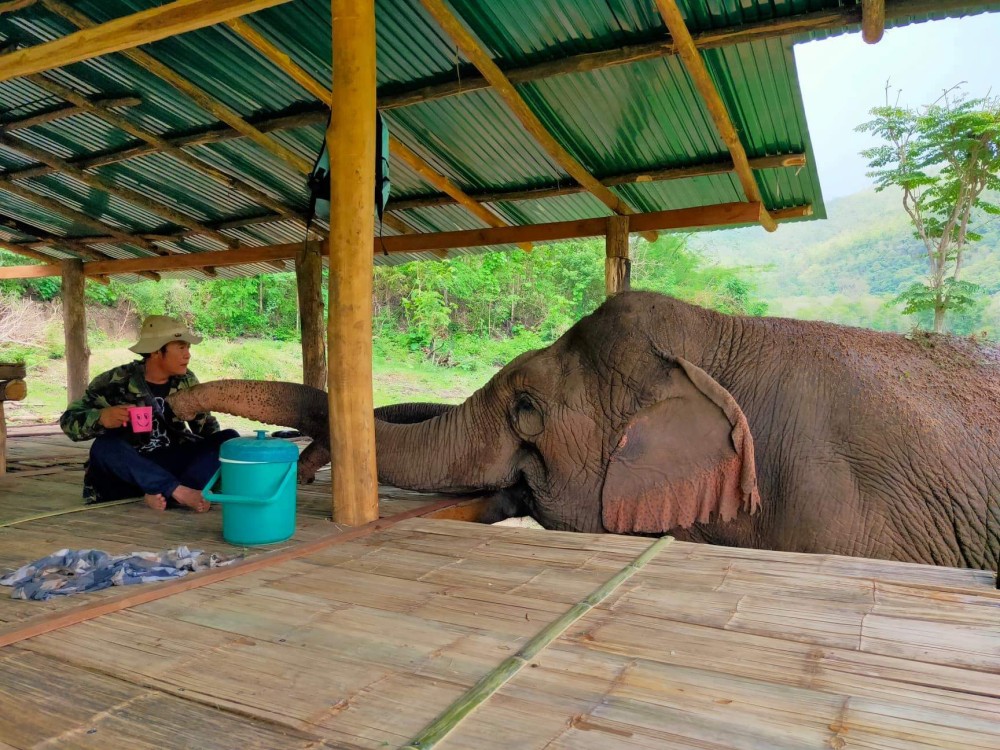 Mae Kam and Mae Dok asking head mahout Aner for HIS fruit lunch