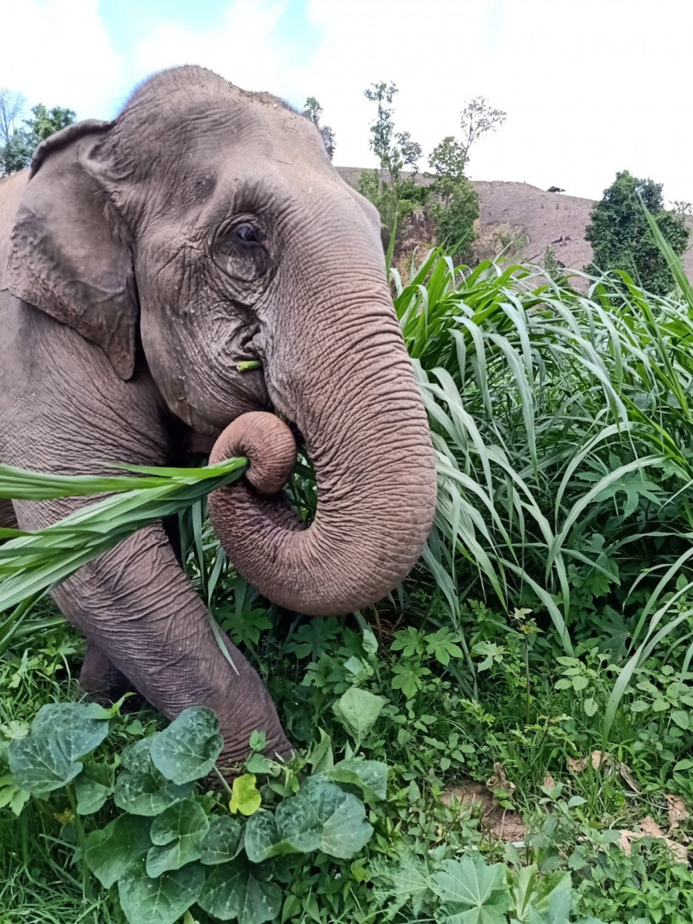 Pictured: Mae Dok munching on grass planted specially for her and the other retired elephants of BEES.