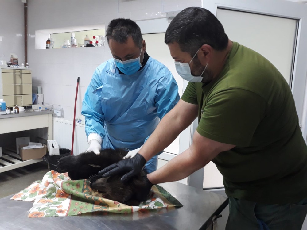 Pictured: Kenya the bear cub receiving medical care at Libearty after her rescue.
