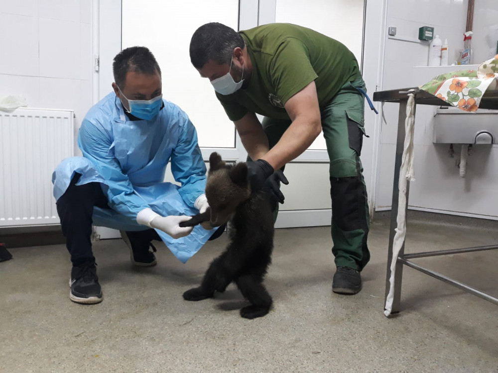 Pictured: Kenya the bear is now eating and growing stronger every day.