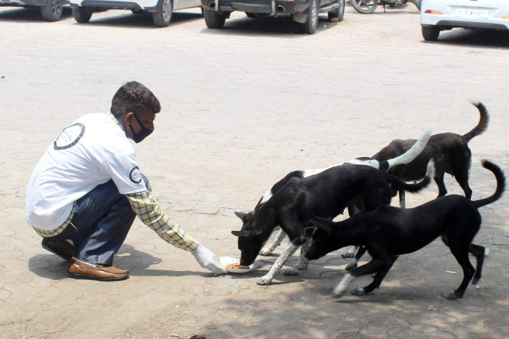 Dogs being fed during a feeding drive in the north of Delhi